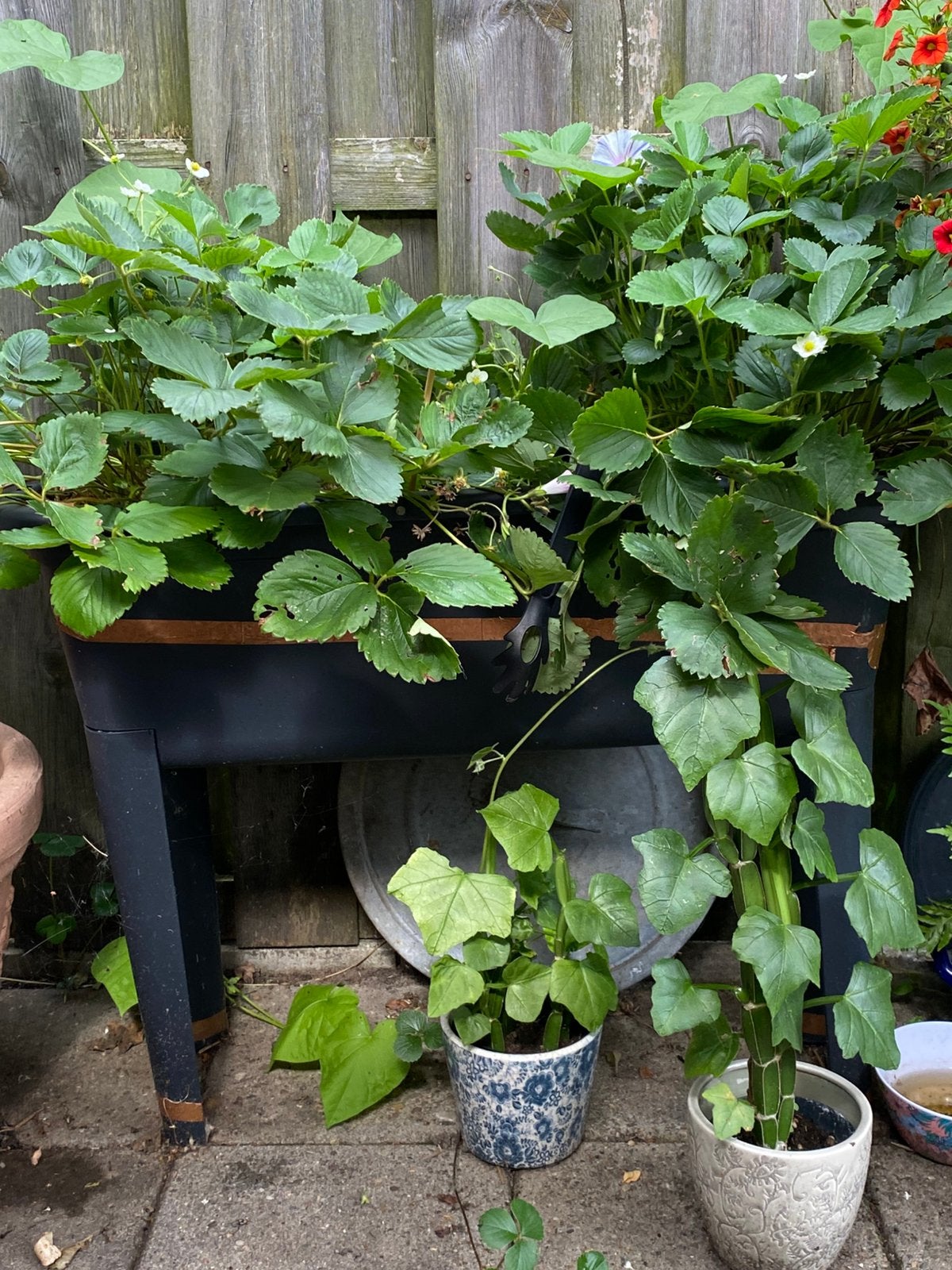 Aardbeien planten aardbei, Tuin en Terras, Ophalen, Volle zon