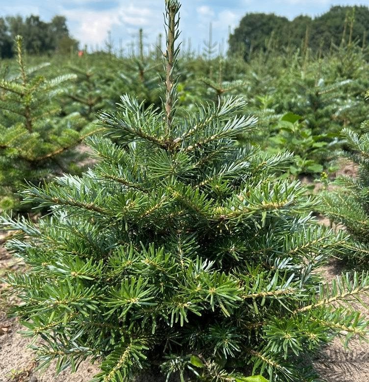 Nordman kerstbomen in Pot 0.40-130 cm. Reserveer nu Actie, Tuin en Terras, Ophalen, In pot, Volle zon, Overige soorten