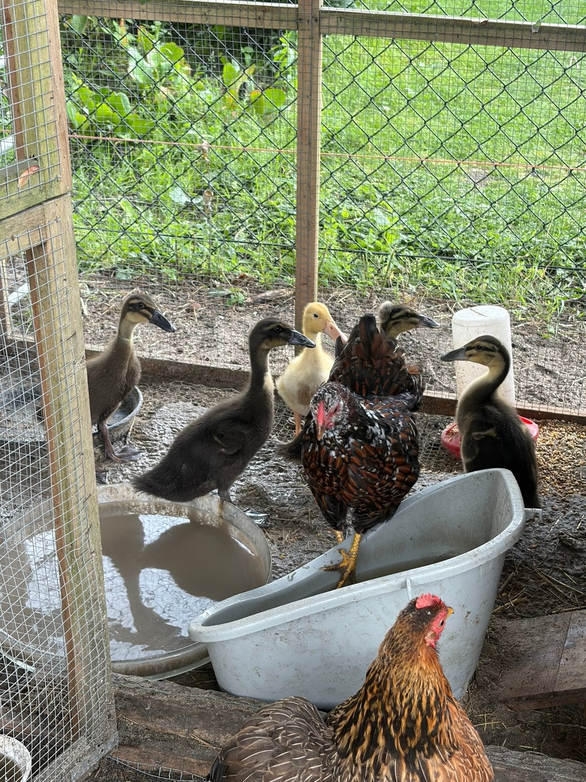 Jonge loopeendjes, Dieren en Toebehoren, Meerdere dieren, Eend