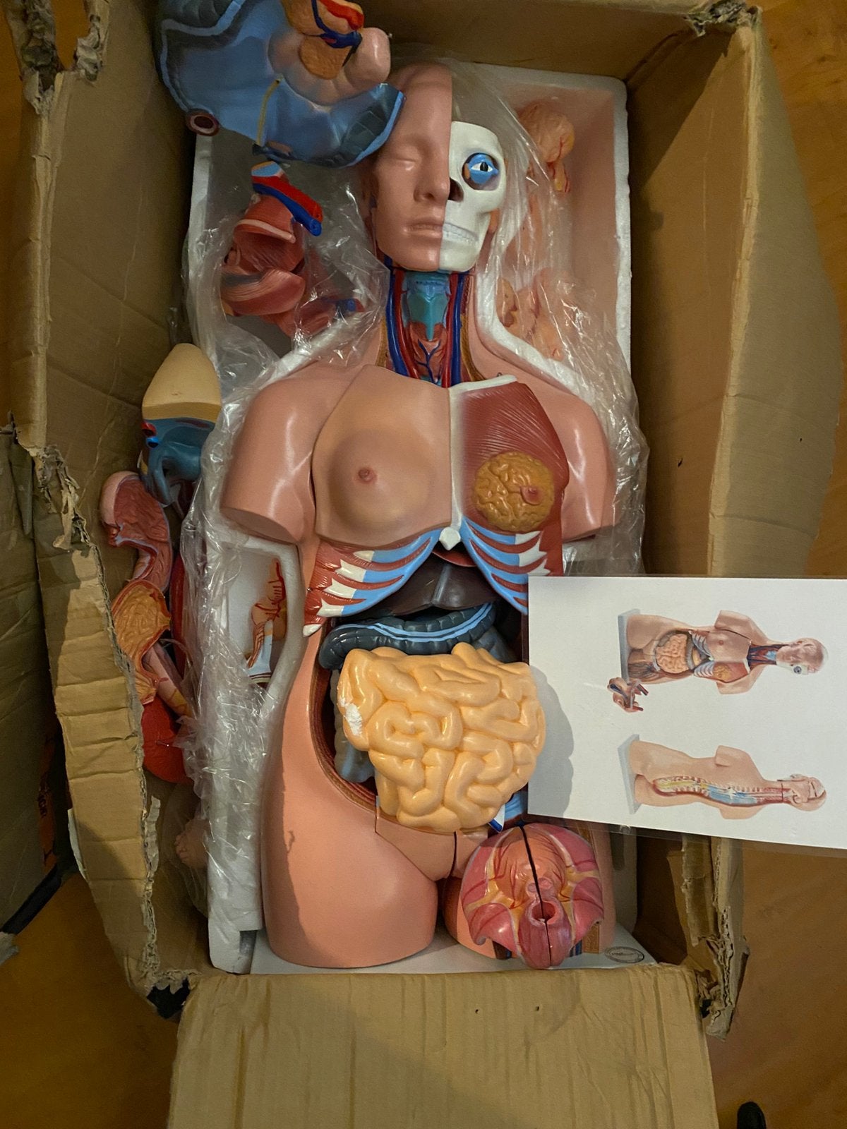 ANATOMIE MODEL TORSO MET ORGANEN 40-DELIG 85 CM LEVENSGROOT, Diversen, Ophalen of Verzenden