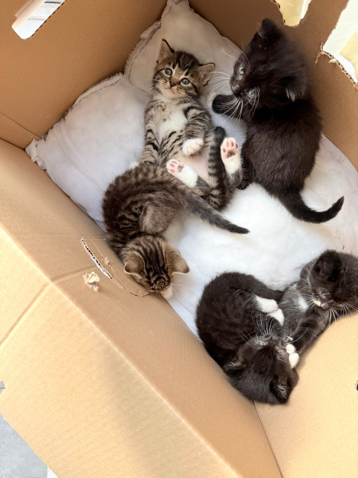 5 liefe kittens, Kater