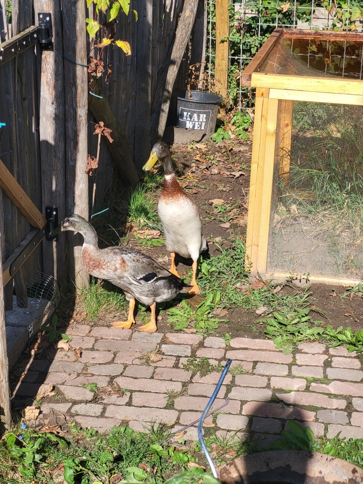 loopeenden woerd, Dieren en Toebehoren, Pluimvee, Meerdere dieren, Eend