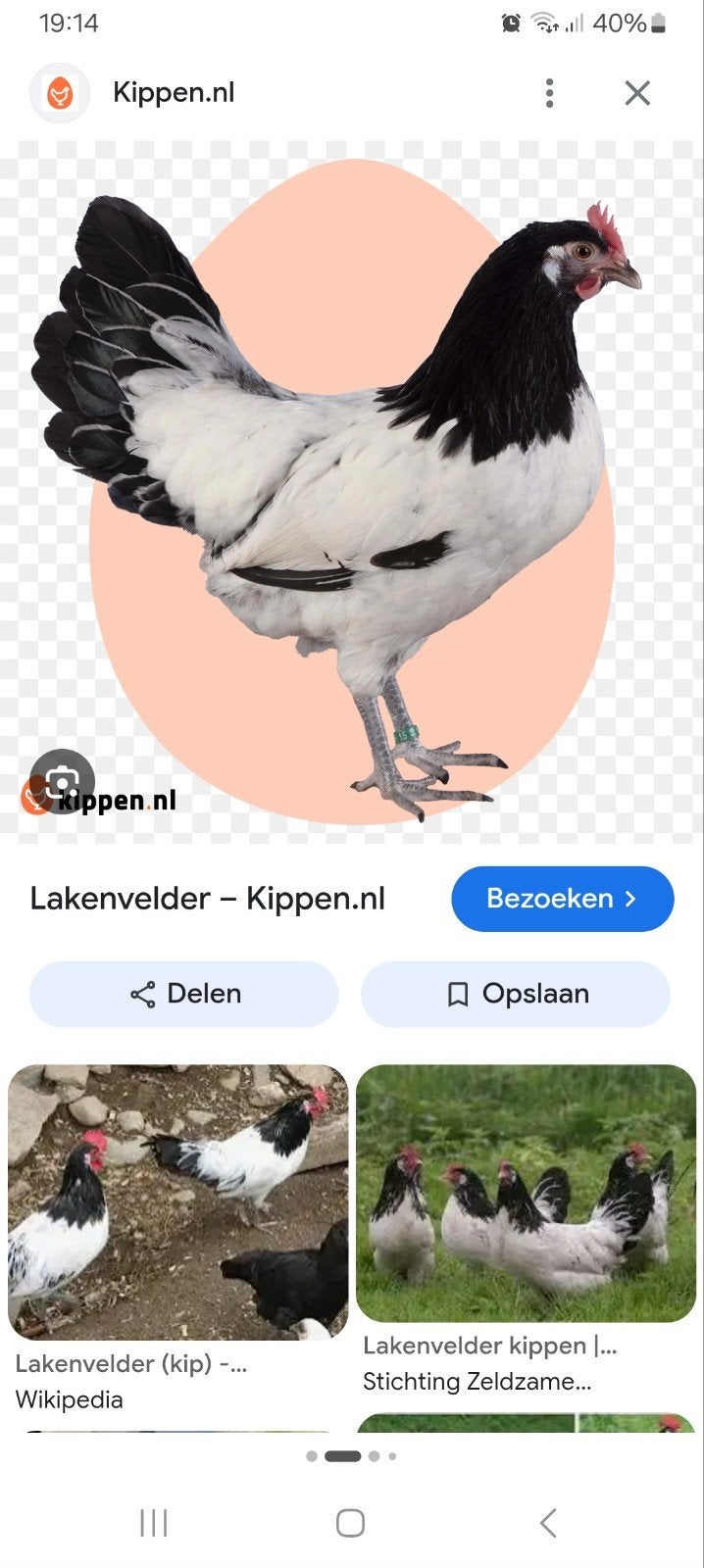 2 lakenvelder hen, Vrouwelijk, Kip