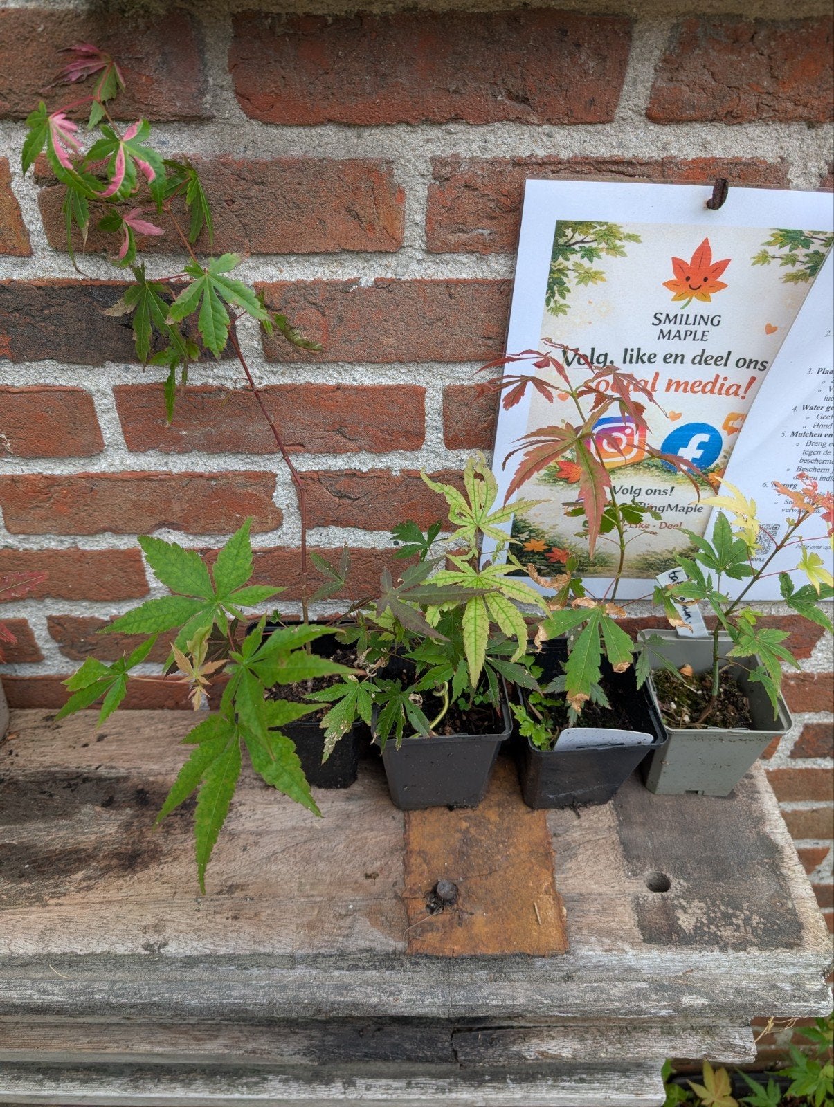 Handpicked Japanse Esdoorn Zaailingen – Uniek & Exclusief, Tuin en Terras, Ophalen of Verzenden, Bloeit niet, Halfschaduw, Overige soorten