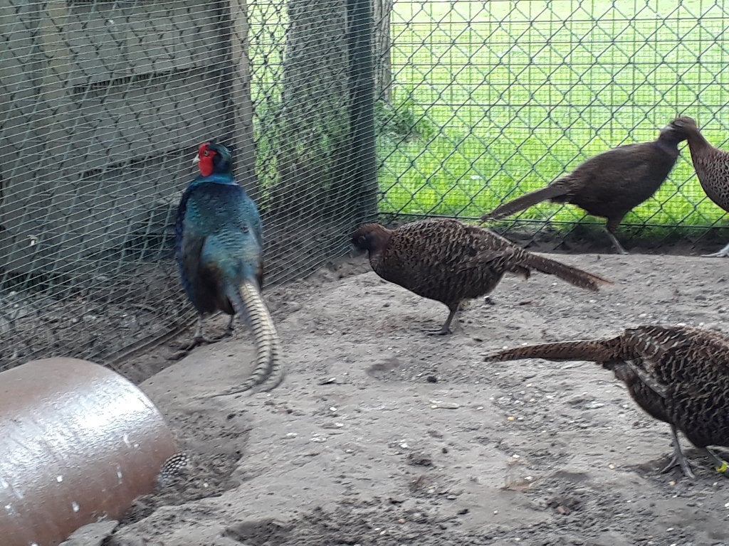 Te koop broedeitjes tenebroos fazant, Dieren en Toebehoren, Geslacht onbekend, Overige soorten