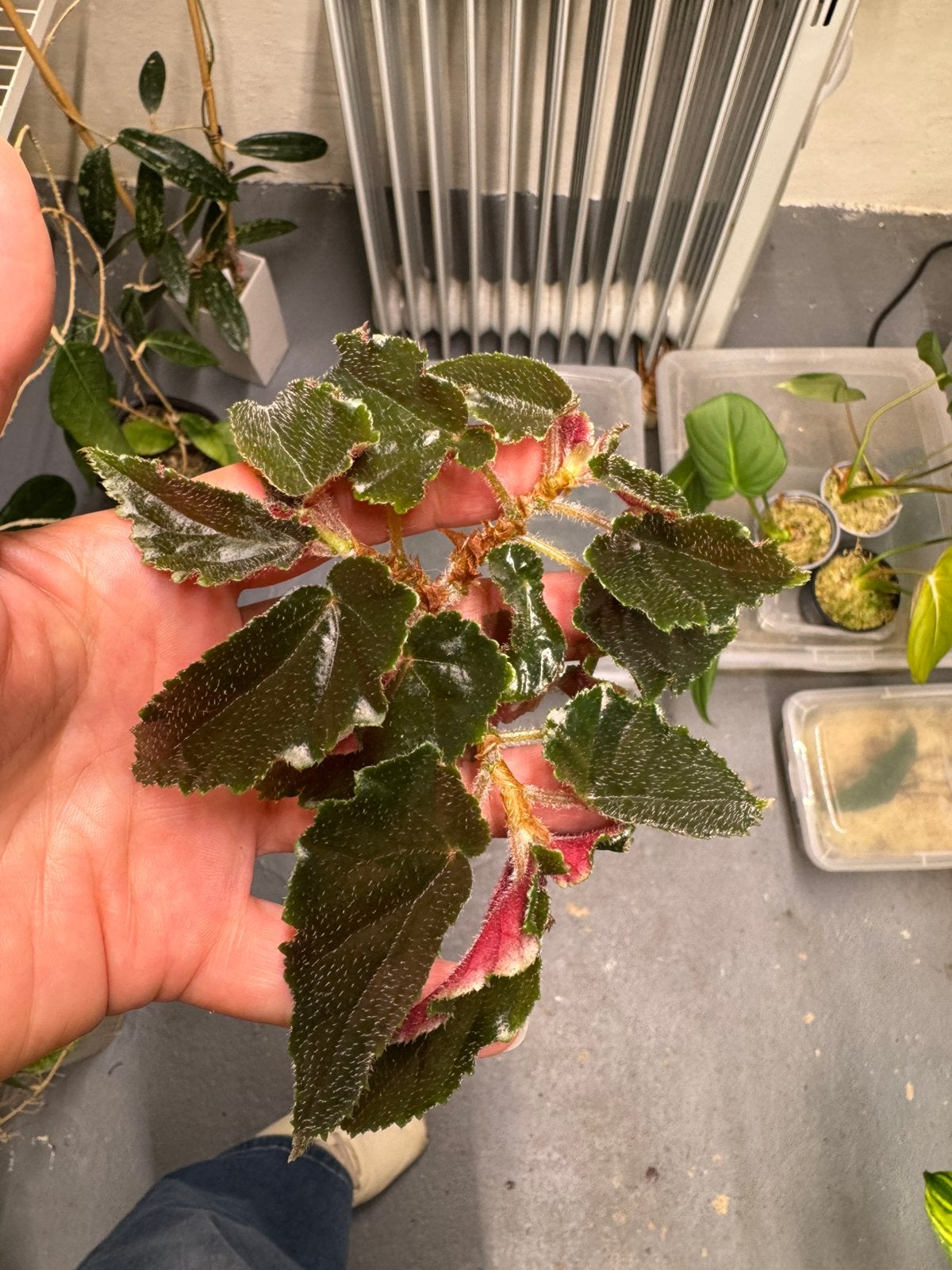 Begonia Ginny Galaxy (reverted) stek, Ophalen of Verzenden, Halfschaduw, Minder dan 100 cm