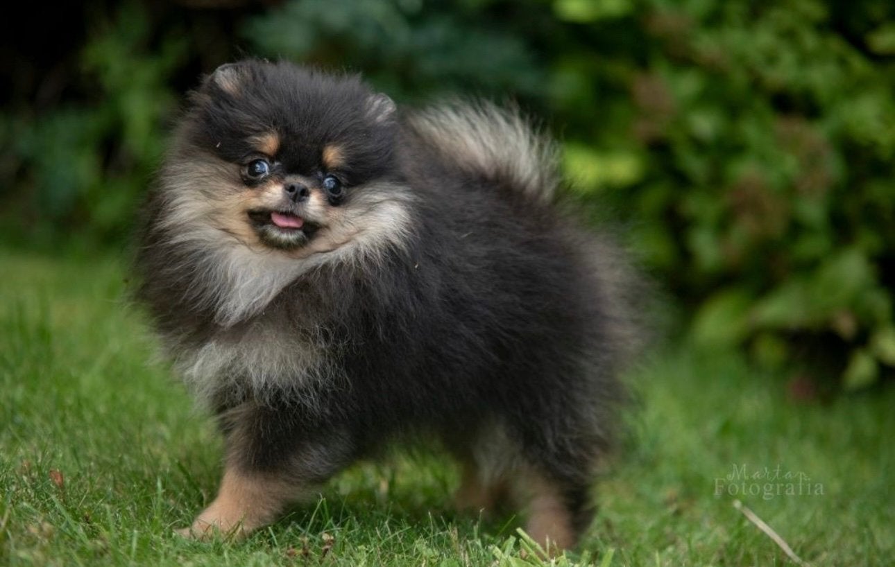 pomerian pup FCI, Dieren en Toebehoren, Parvo, 8 tot 15 weken, Buitenland, Meerdere dieren