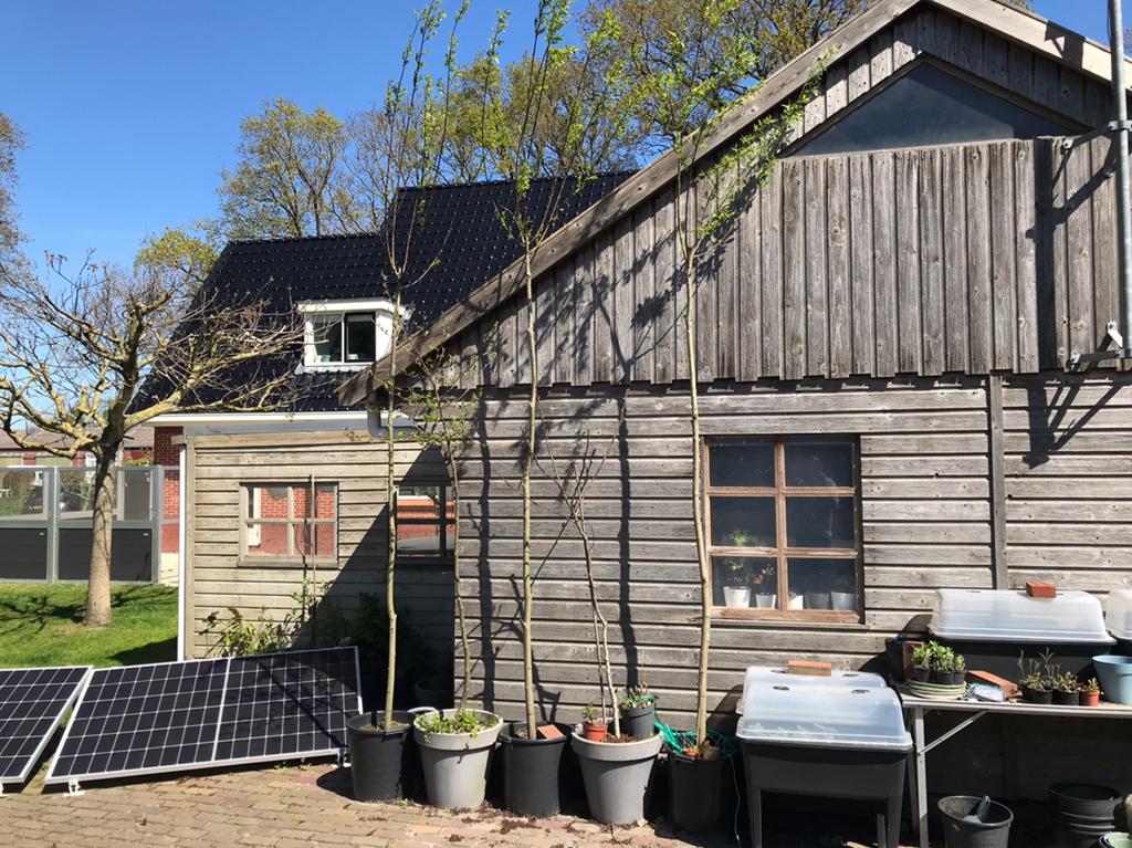 Knotwilg 1x, Tuin en Terras, Planten | Bomen, Overige soorten, 250 tot 400 cm, Zomer, Ophalen