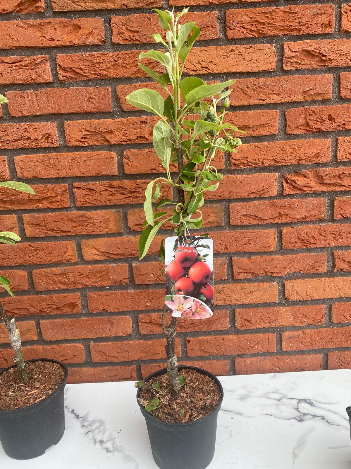 Appelboom, Ophalen, Appelboom