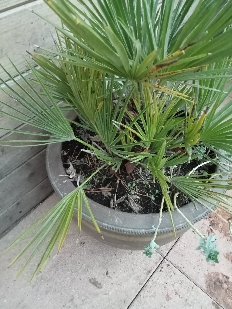 Foto 4 van DWERGPALM CHAMAEROPS HUMILIS IN GROTE SIERPOT