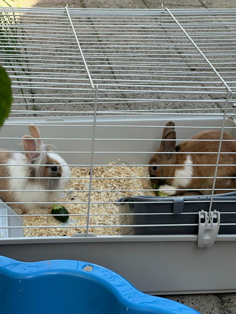 Konijnen, Meerdere dieren