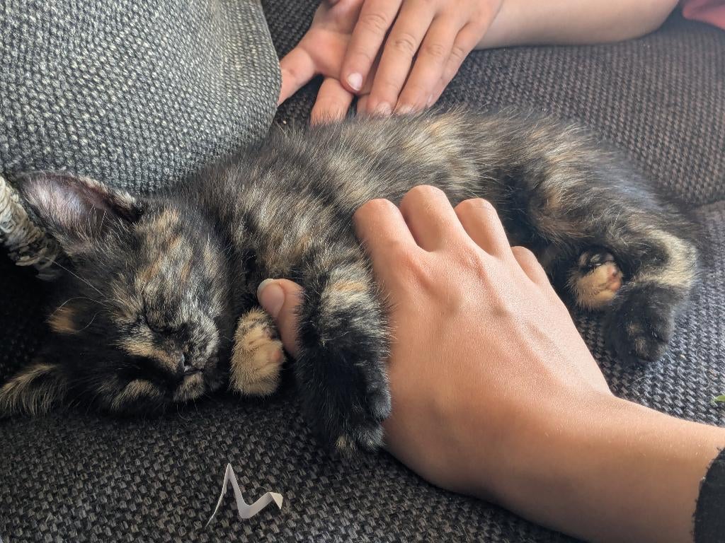 Kitten kittens, Dieren en Toebehoren, Katten en Kittens | Overige Katten, Meerdere dieren, Kortharig, 0 tot 2 jaar
