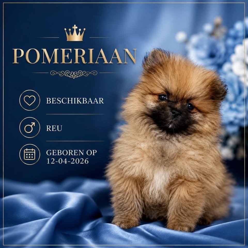 Nog 1 prachige pup, Dieren en Toebehoren, Honden | Poolhonden, Keeshonden en Oertypen, Meerdere dieren, Keeshond, Particulier