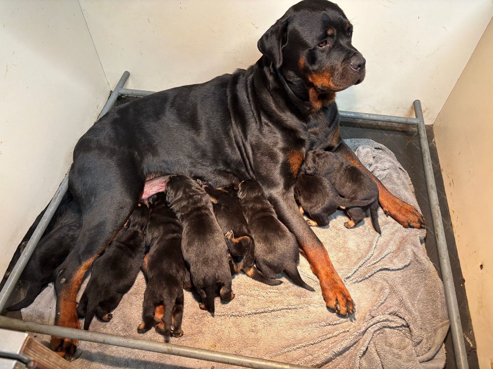 Rottweiler pups te koop, Dieren en Toebehoren, 8 tot 15 weken, Meerdere, CDV (hondenziekte), Nederland