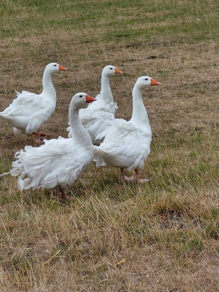 2 mannen ganzen enkelkrul te koop, Mannelijk, Gans of Zwaan