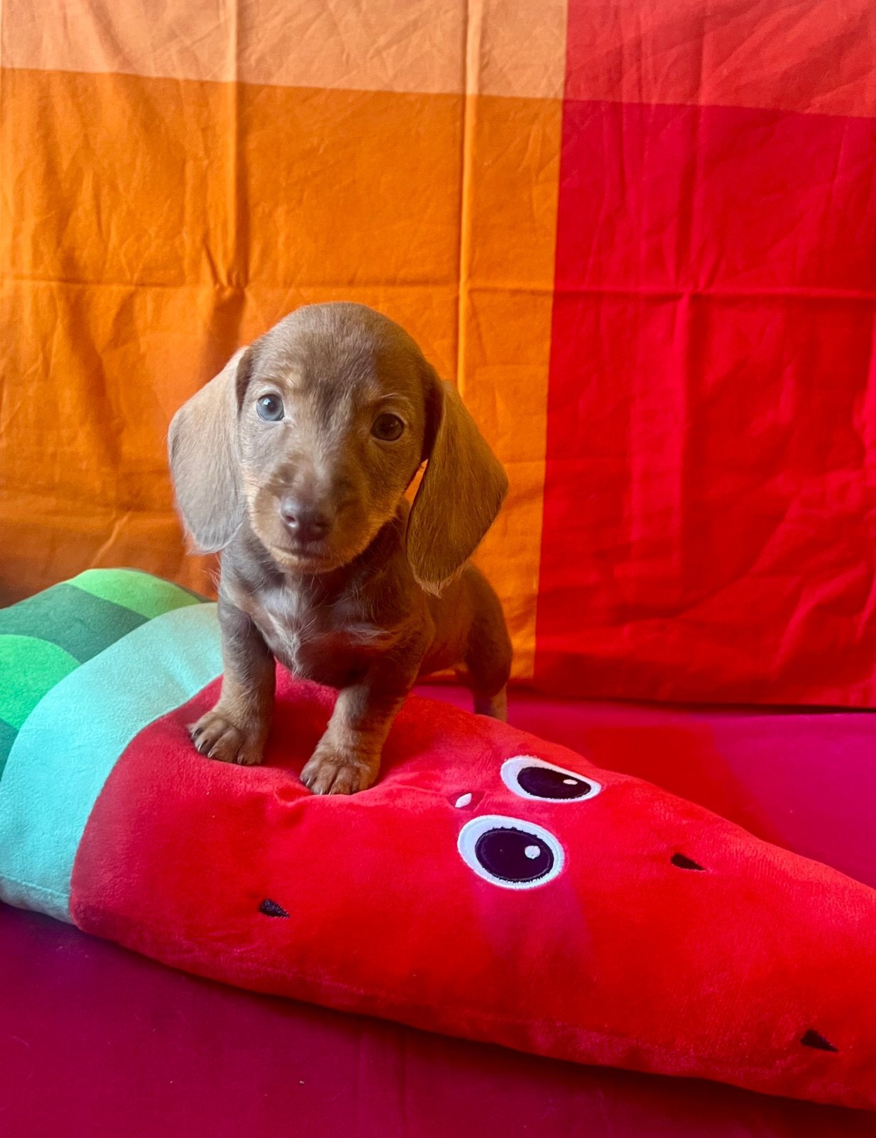 🐶 dwergteckel dwerg teckel pups mogen verhuizen 💛🧡💜💚, Parvo, 8 tot 15 weken, Korthaar, Dwerg