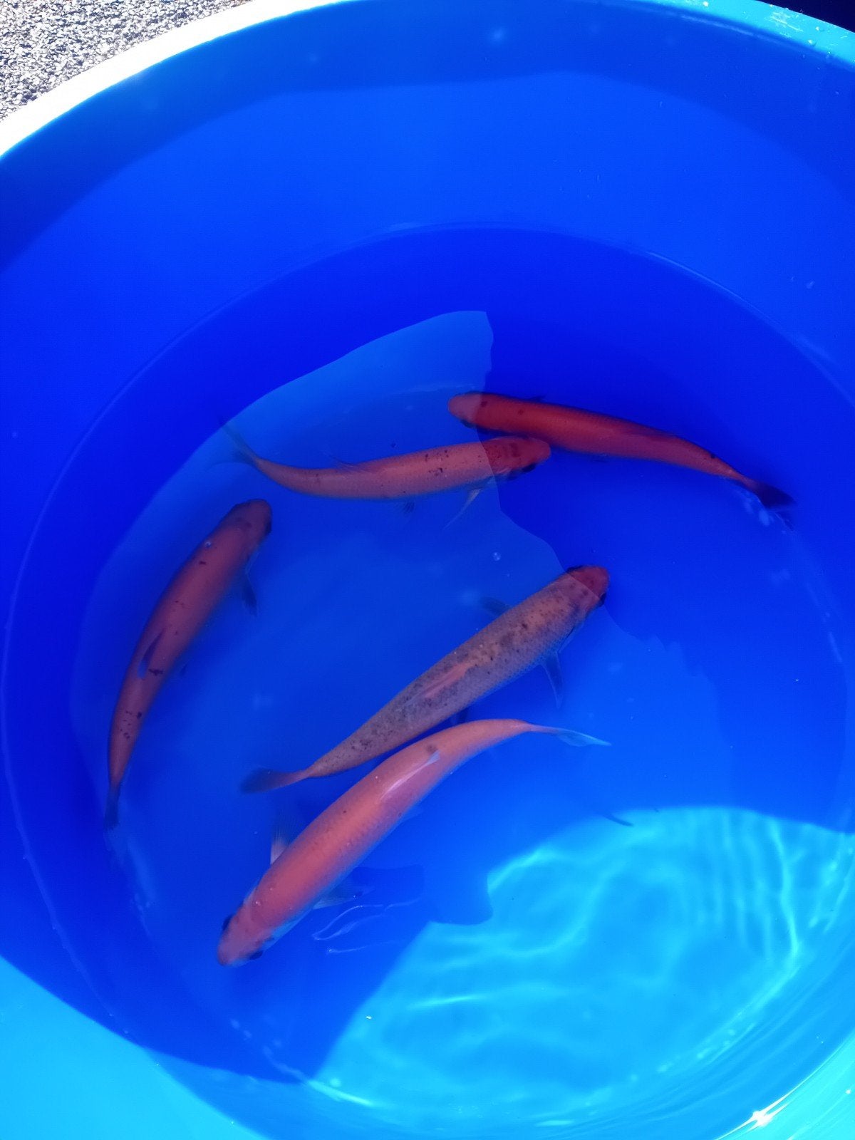 goudwindes 25+cm, Dieren en Toebehoren, Karper of Koi