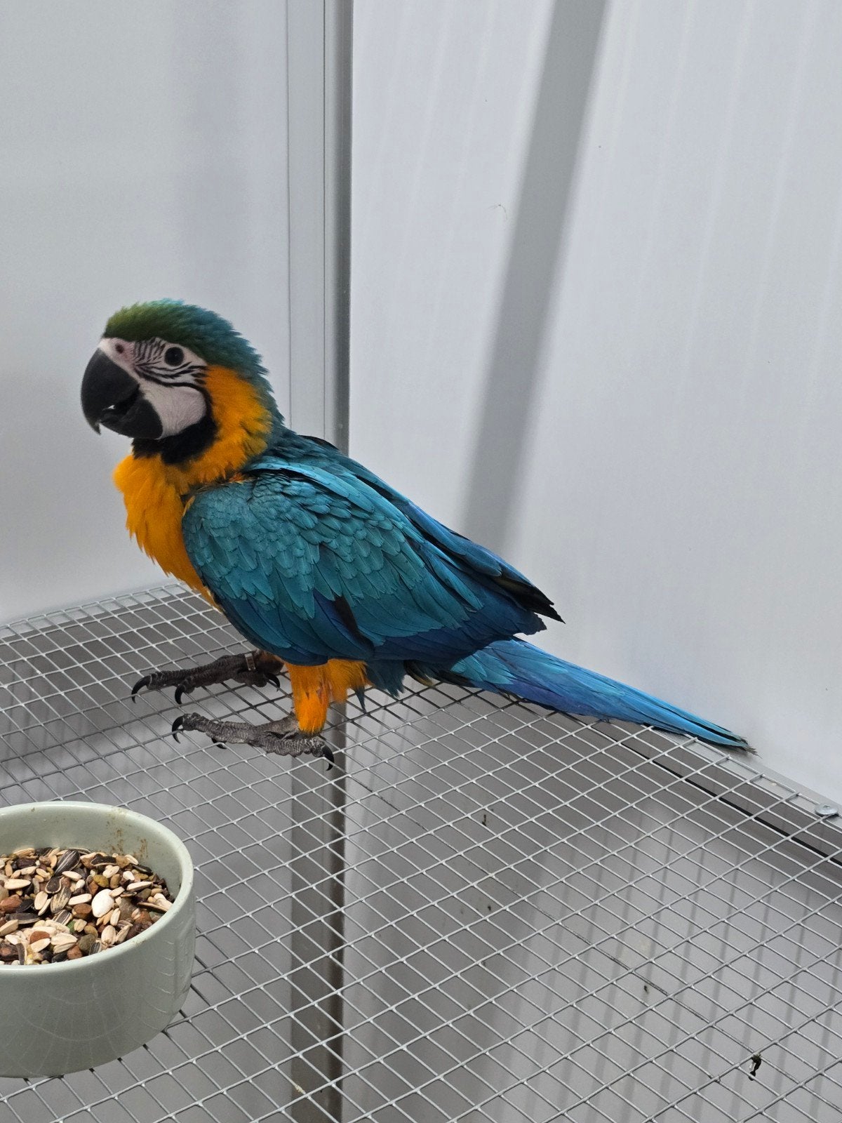 Tamme Jonge baby Blauw Gele Ara

Voor inlichtingen kunt u, Dieren en Toebehoren, Papegaai, Tam