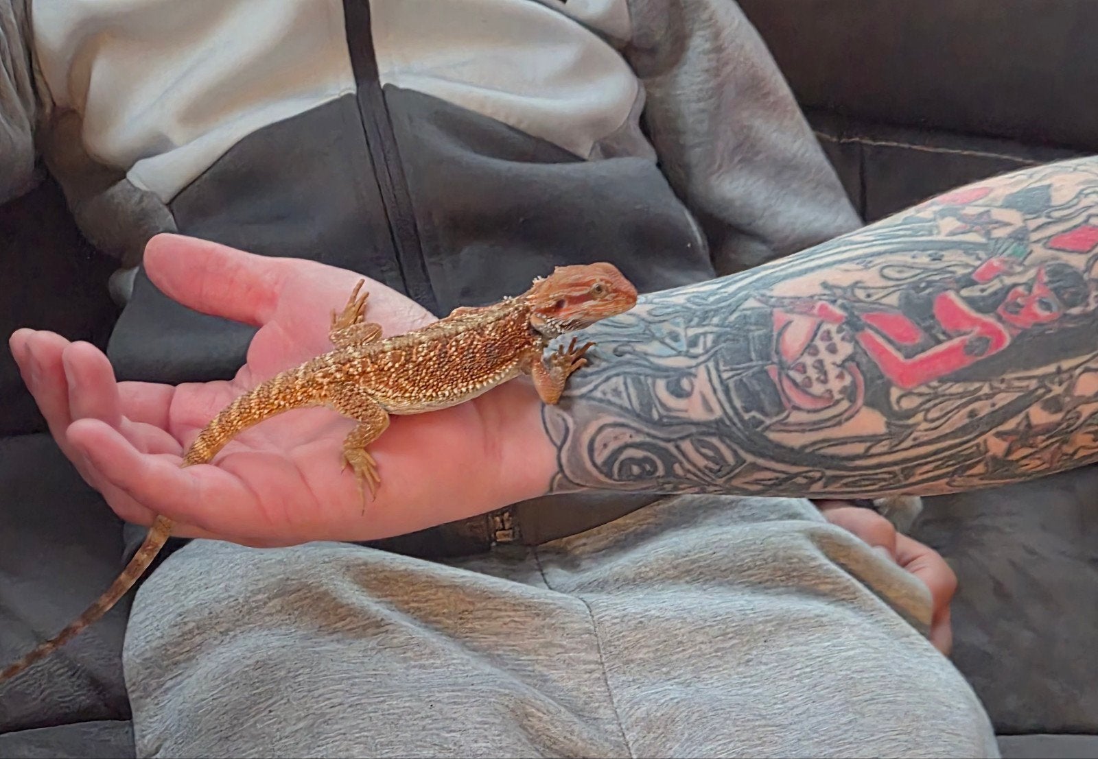 baardagaam Bearded Dragon photo 11