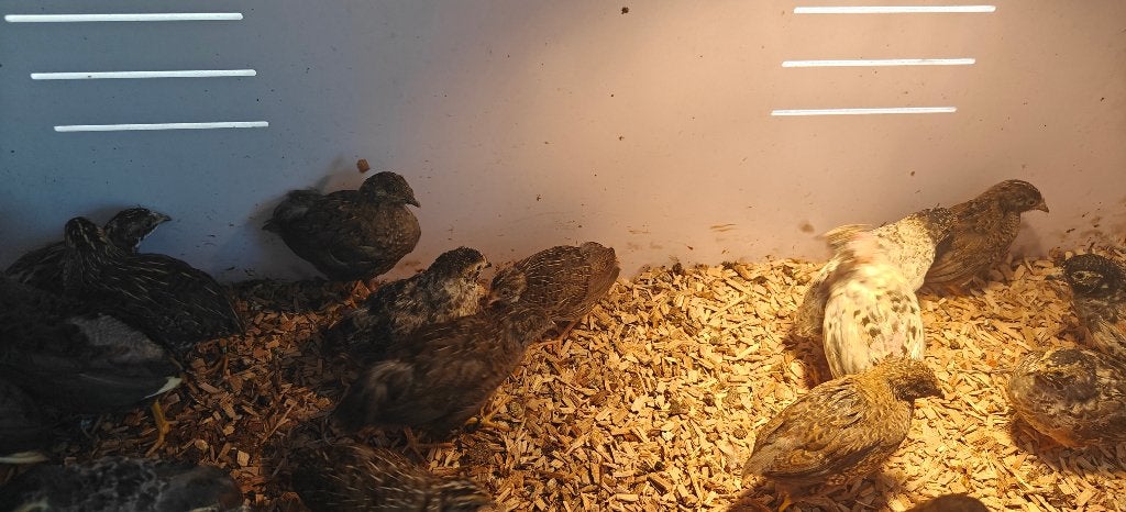 Chinese dwergkwartels, Meerdere dieren, Overige soorten