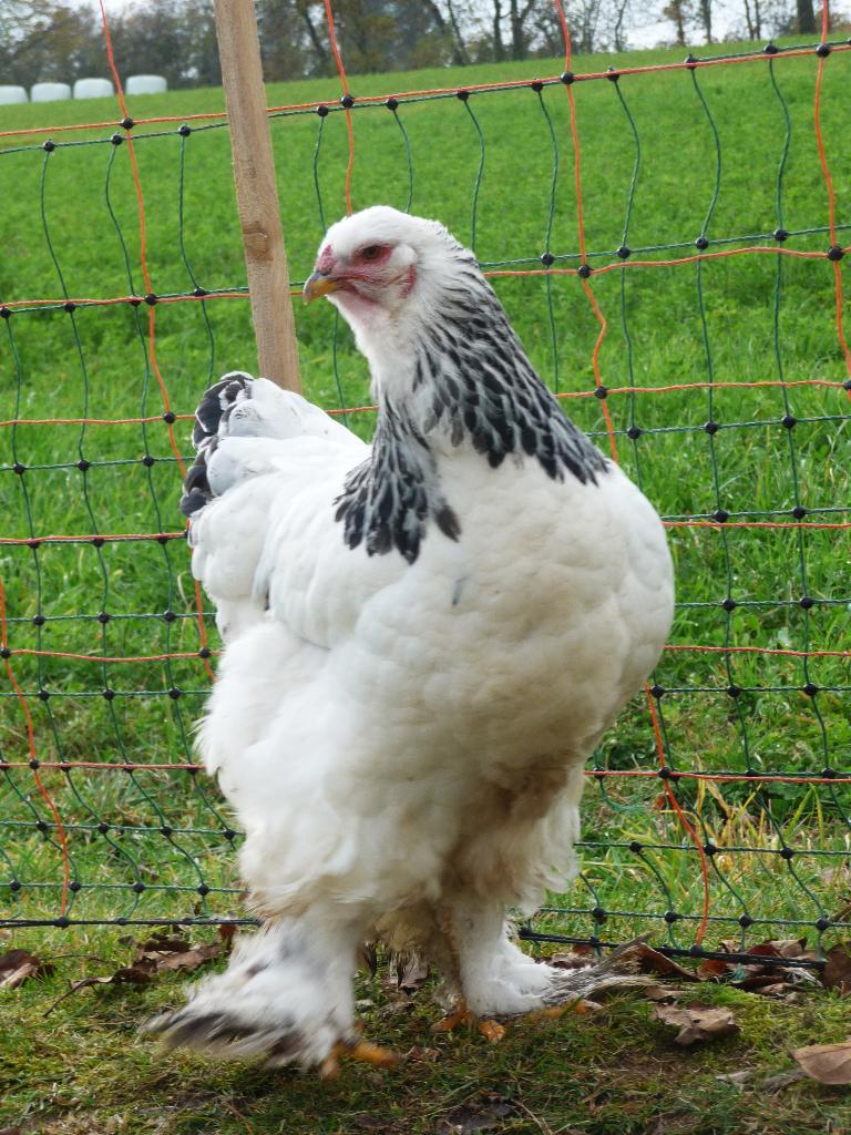 Brahma broedeieren zwart wit columbia groot ras, Verzenden, Nieuw, Overige typen