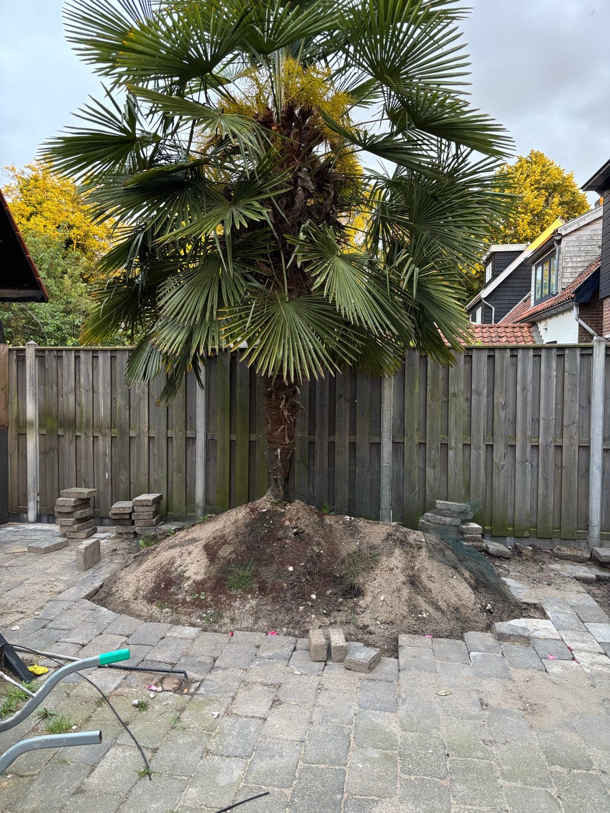 Grote Palmboom - Hoogte circa 4 meter, Tuin en Terras, Planten | Bomen, Zomer, Palmboom, 400 cm of meer, Ophalen