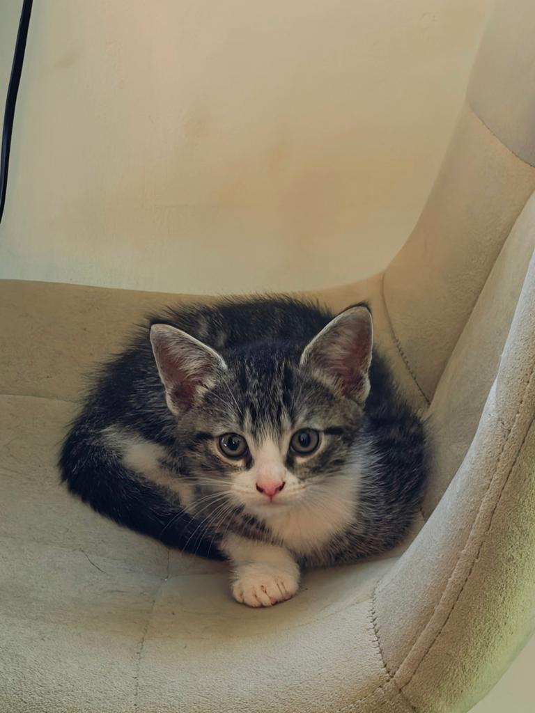 Cyperse kater 9 weken, Kater, Ontwormd, 0 tot 2 jaar