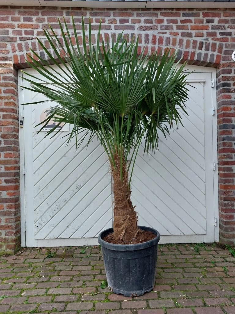 MOOIE DIKKE GOED GEWORTELDE WINTERHARDE TRACHYCARPUS PALMEN., Tuin en Terras, Planten | Bomen, Halfschaduw, 100 tot 250 cm, Zomer