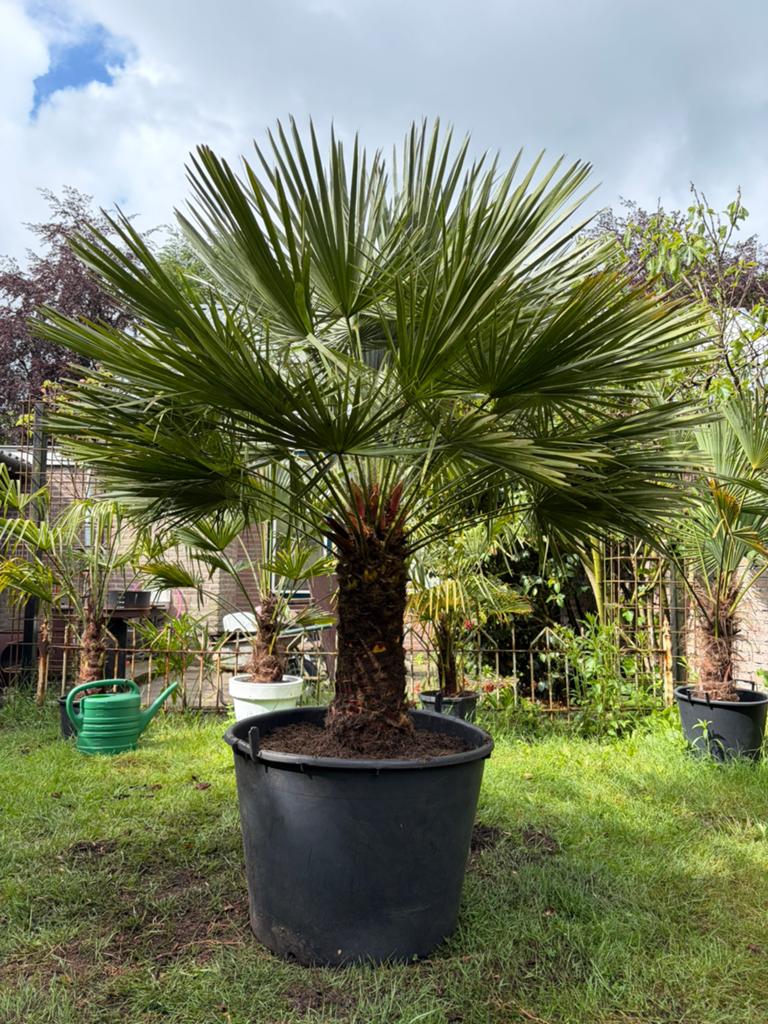 Chamaerops Humilis dwergpalm, Tuin en Terras, Planten | Bomen, Halfschaduw, Lente, 100 tot 250 cm, Palmboom