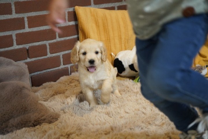 Mooie medium boomer pups, kruising labradoodle., Dieren en Toebehoren, Nederland, Parvo, Overige rassen, 8 tot 15 weken