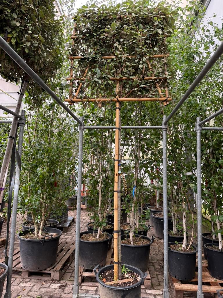 Elaeagnus ‘Compacta’ leischerm 180 stam 8/10cm omtrek, Leiboom, Lente, 250 tot 400 cm, Ophalen