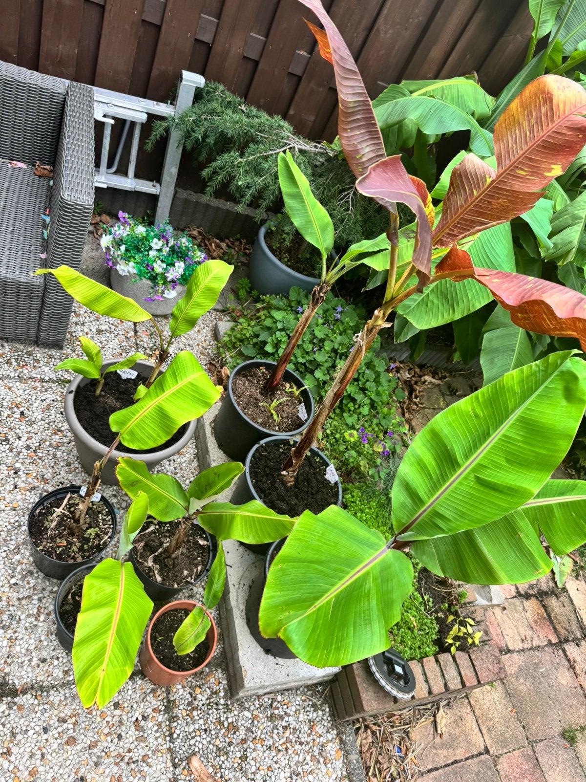 8 verschillende musa’s bananenplanten, Ophalen, Overige soorten, Volle zon