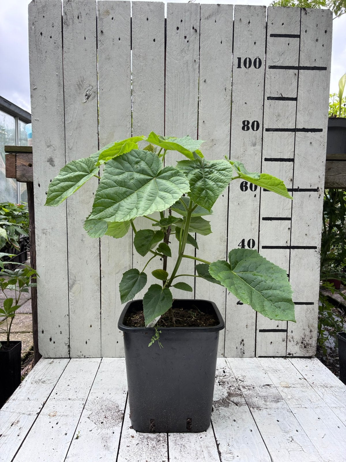 Paulownia tomentosa, Ophalen, Overige soorten, Volle zon