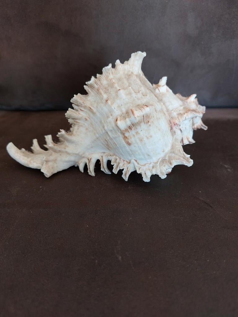 Grote schelp, Verzamelen, Ophalen of Verzenden, Schelp(en)