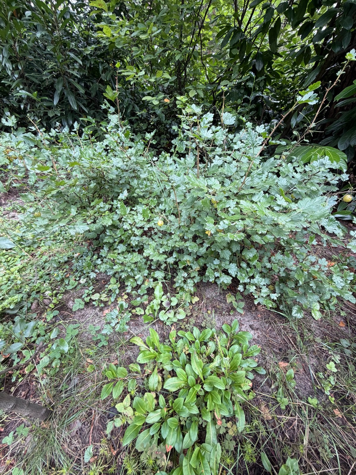 Kruisbes plant 5 stuks - Ribes uva-crispa, Ophalen, Volle zon, Vaste plant, Zomer