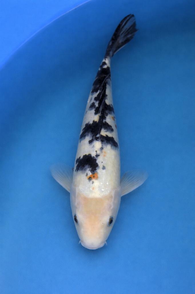 Shiro Bekko 37_42 cm Sansai Kodama, Dieren en Toebehoren, Vissen | Vijvervissen, Karper of Koi