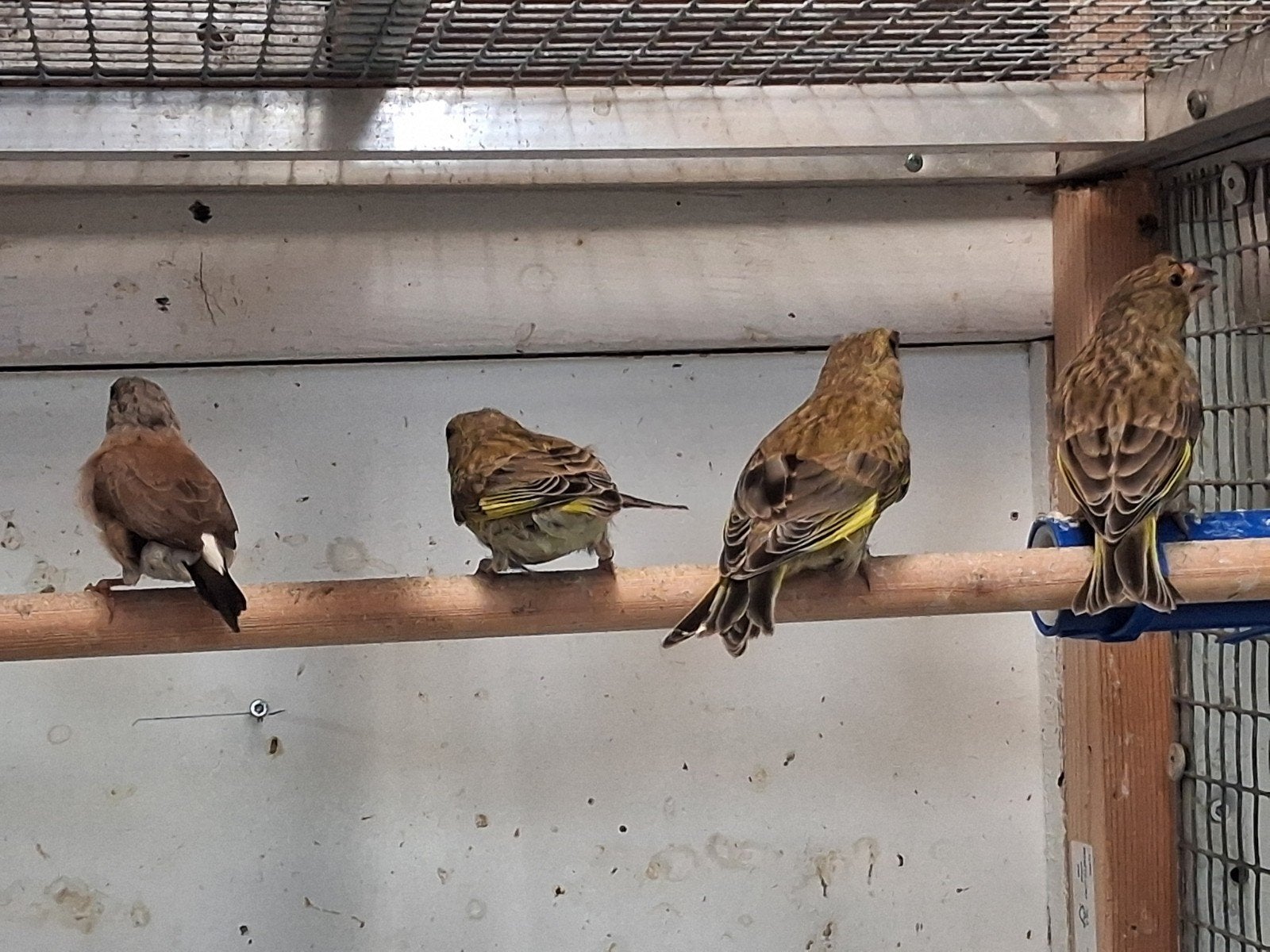 Groenlingen, 2026, Geslacht onbekend, Wildzangvogel, Geringd