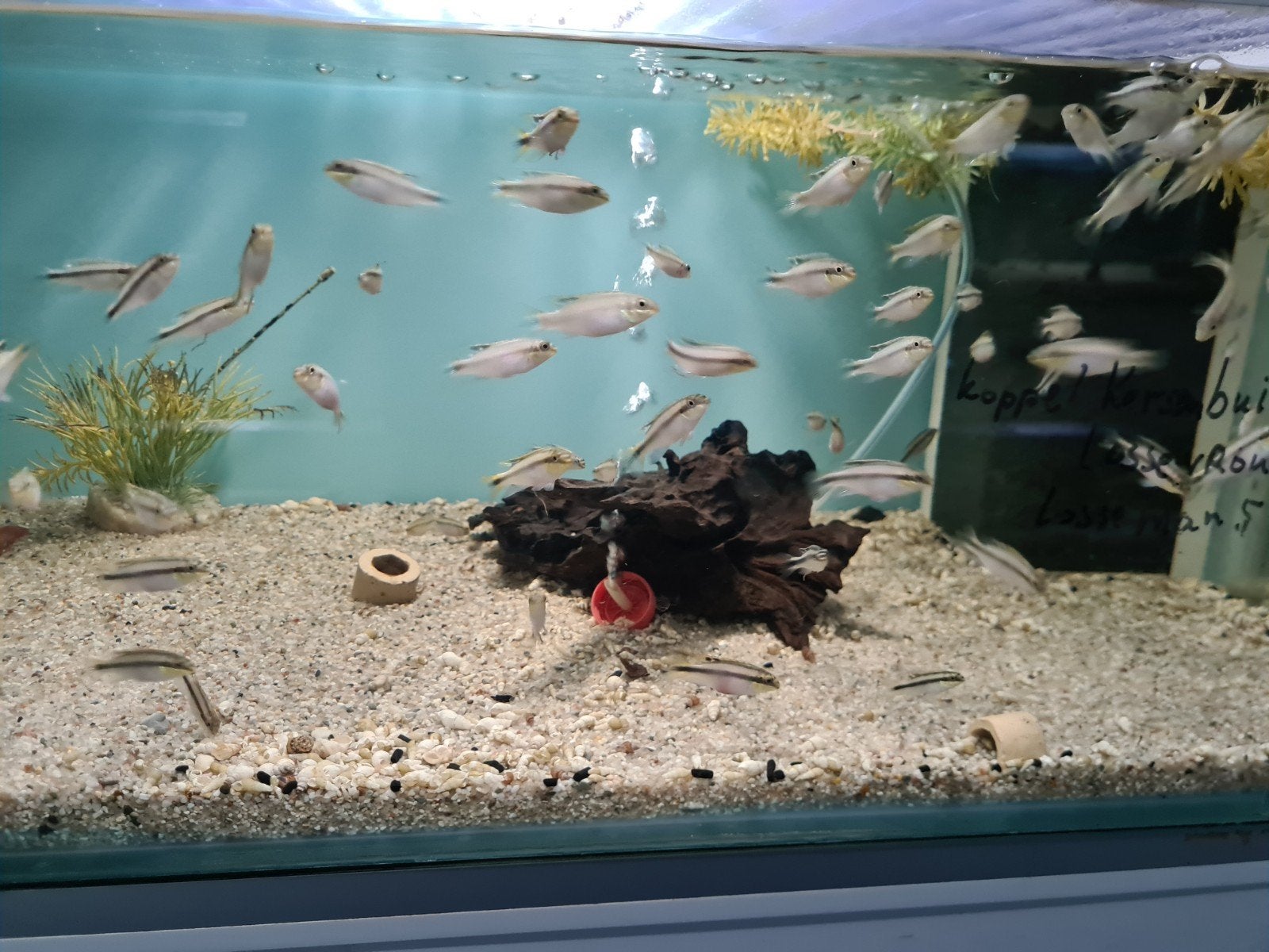 Kersenbuik Cichliden, Pelvicachromis Pulcher, Dieren en Toebehoren, Vissen | Aquariumvissen, Vis, Zoetwatervis