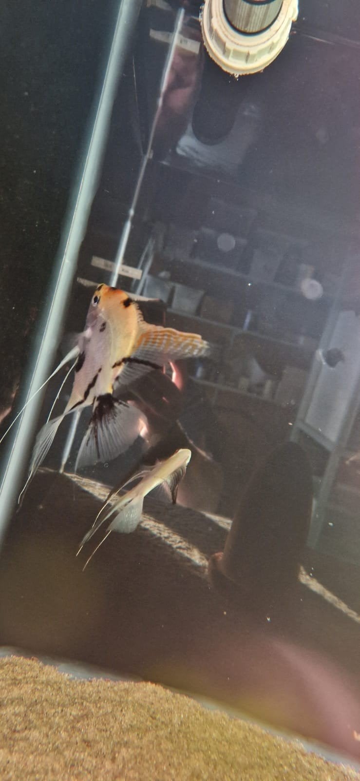 Grote XL koi maanvis, Dieren en Toebehoren