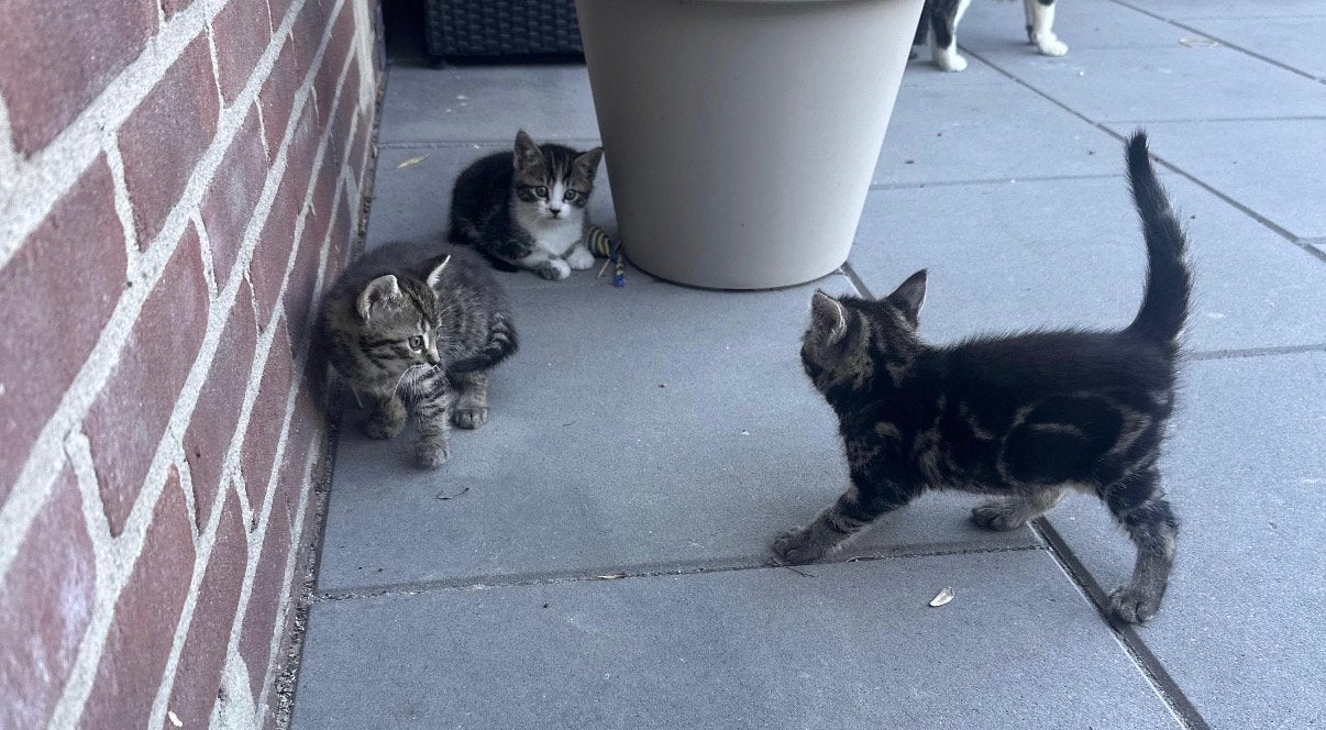Lieve schattige kitten mooi tijger kleurtje, Geslacht onbekend, Ontwormd, 0 tot 2 jaar