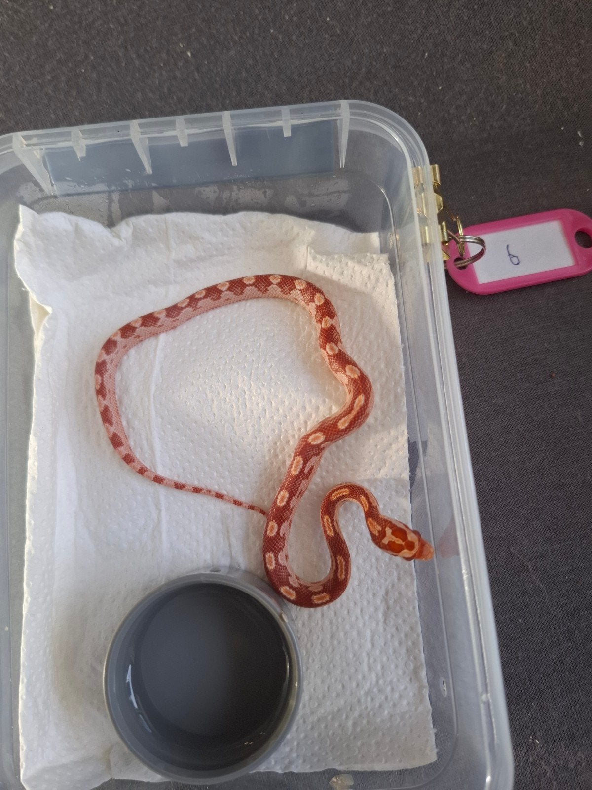Rode rattenslangen zoeken nieuw thuis Corn Snake photo 6