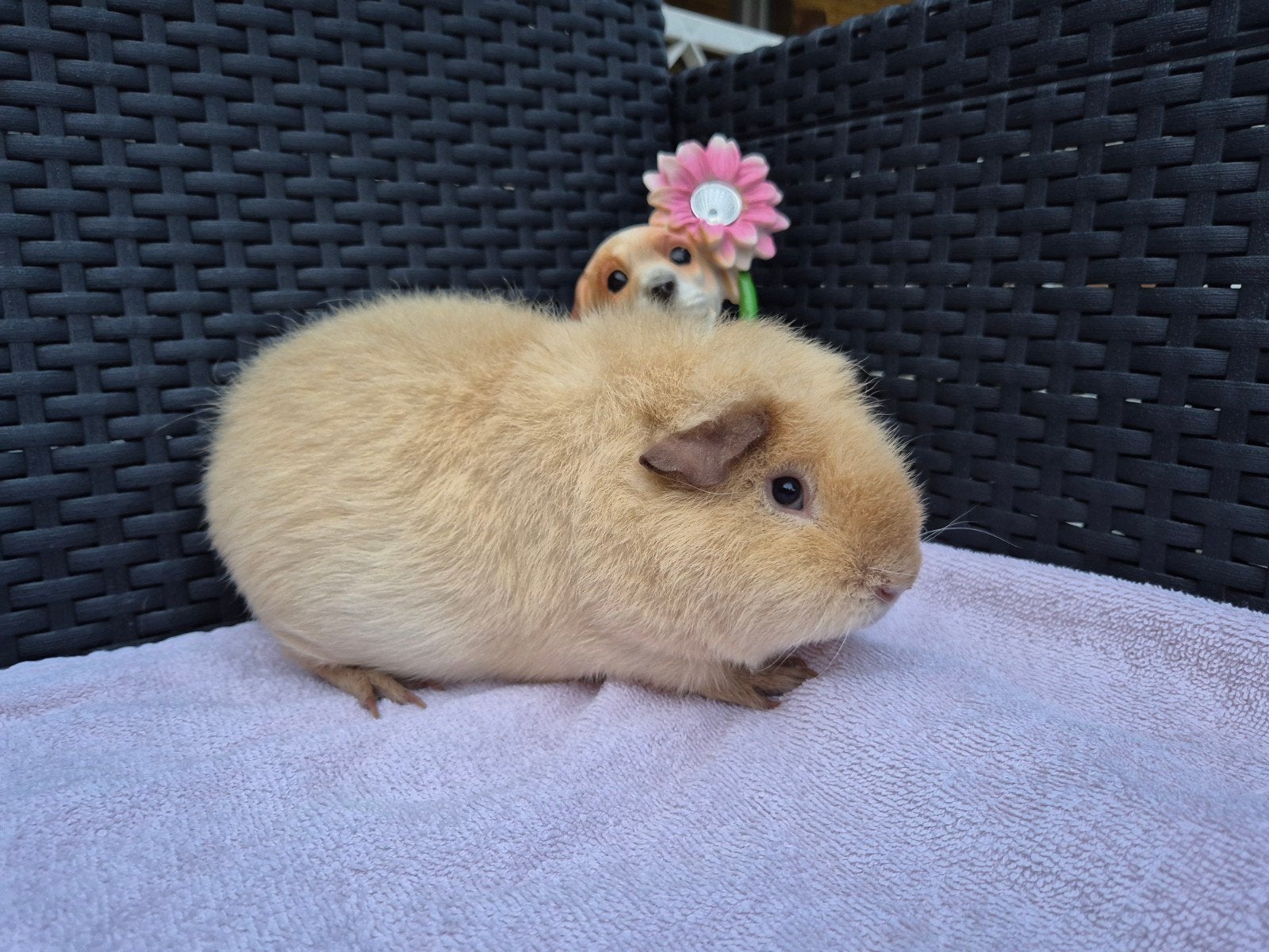 Super mooi creme california choco US TEDDY beertje, Cavia, Mannelijk, December, Tam