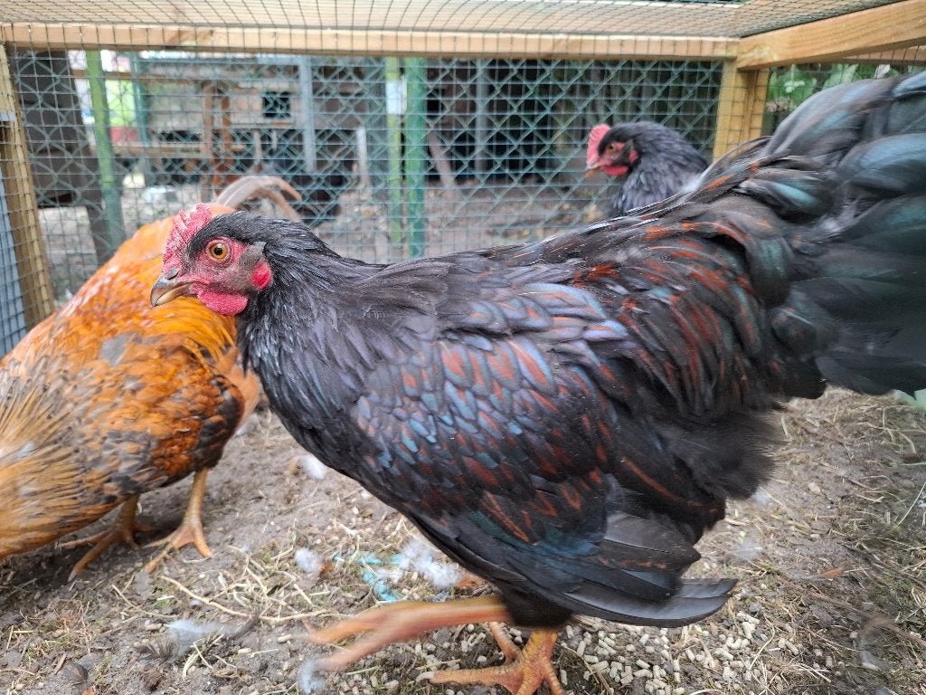 Barnevelder haan 2026, Dieren en Toebehoren, Pluimvee, Mannelijk, Kip