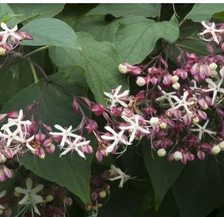 Pindakaas boom scheuten, Volle zon, Vaste plant, Zomer, Ophalen