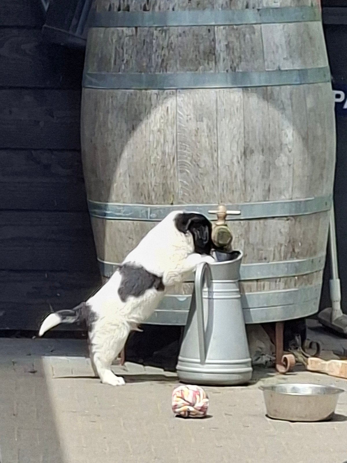 Prachtige puppy's, Friese Stabij x Kelpie, 8 tot 15 weken, Meerdere, Meerdere dieren, Nederland