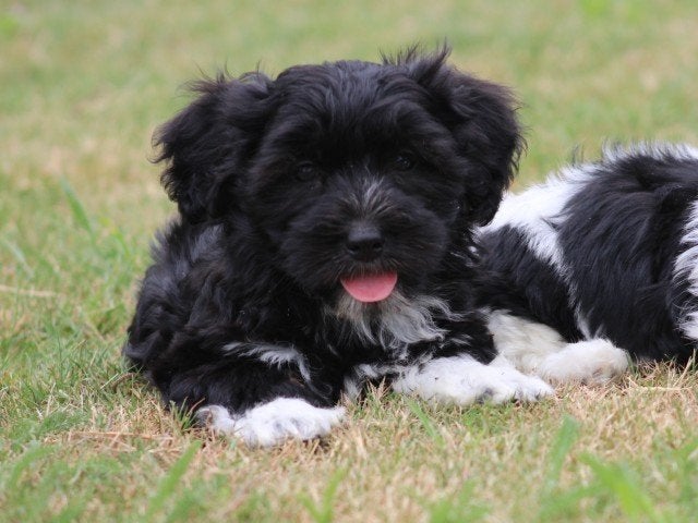 Boomer pups, Nederland, Parvo, Overige rassen, 8 tot 15 weken