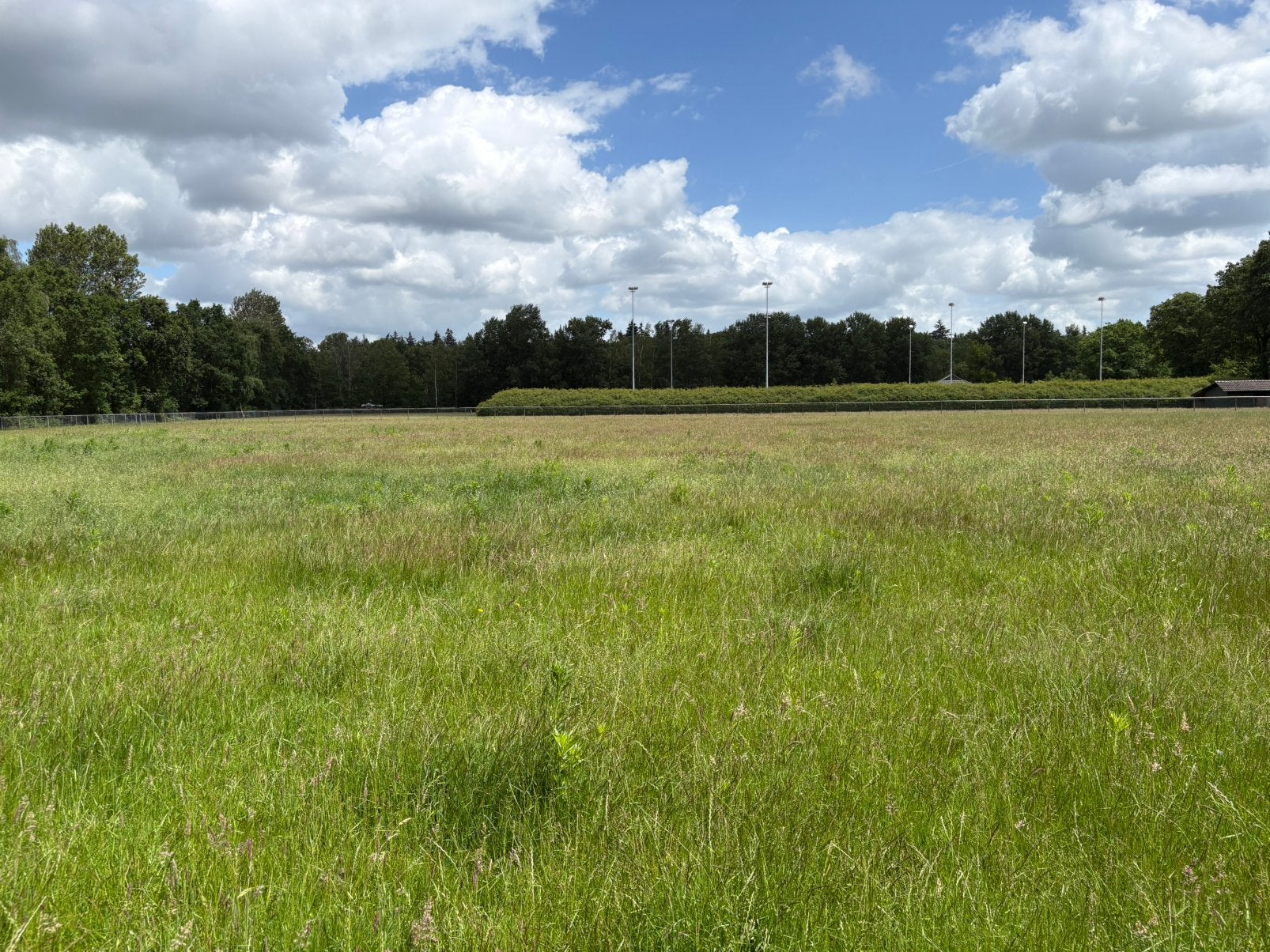 Schapen gezocht voor begrazing weides