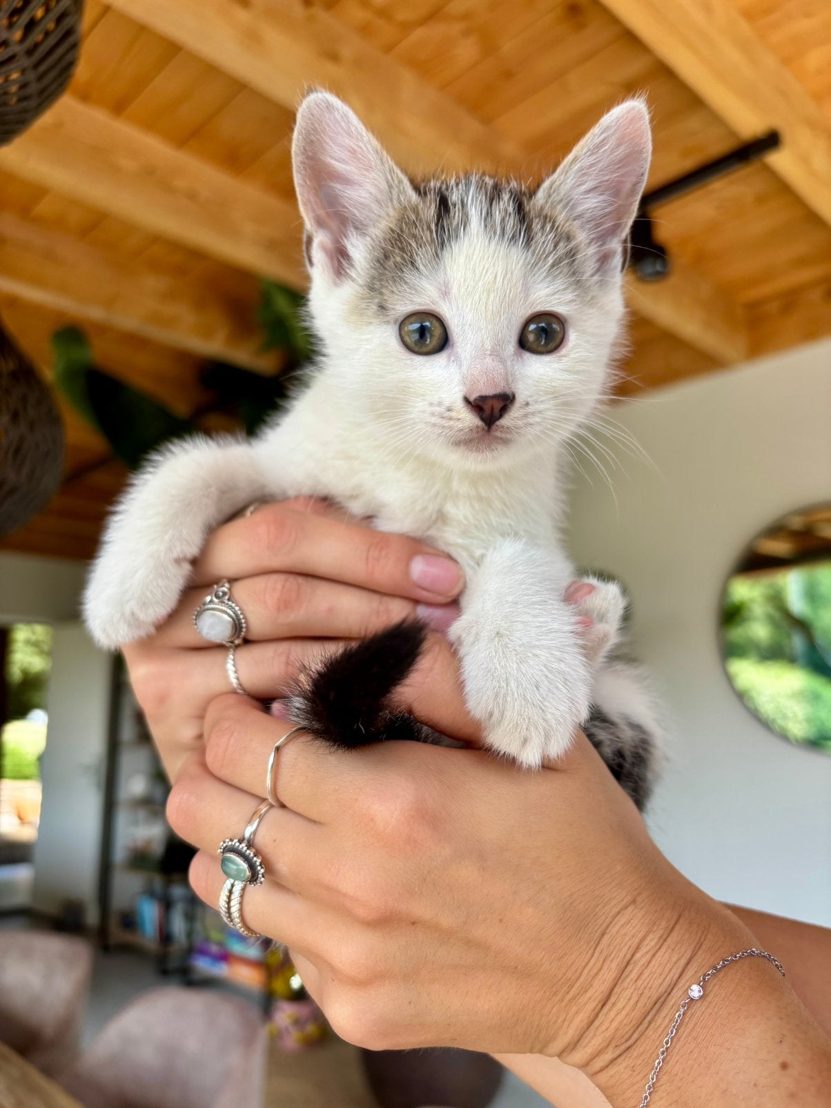 Lieve kitten, 0 tot 2 jaar