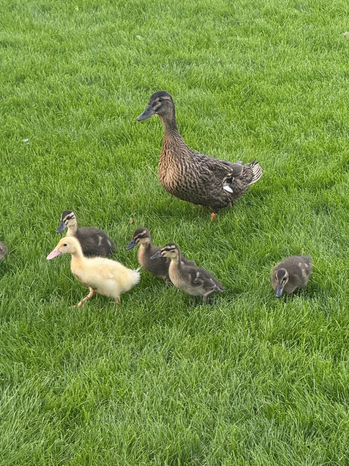 (Loop)eenden kuikens, Dieren en Toebehoren, Pluimvee, Geslacht onbekend, Eend