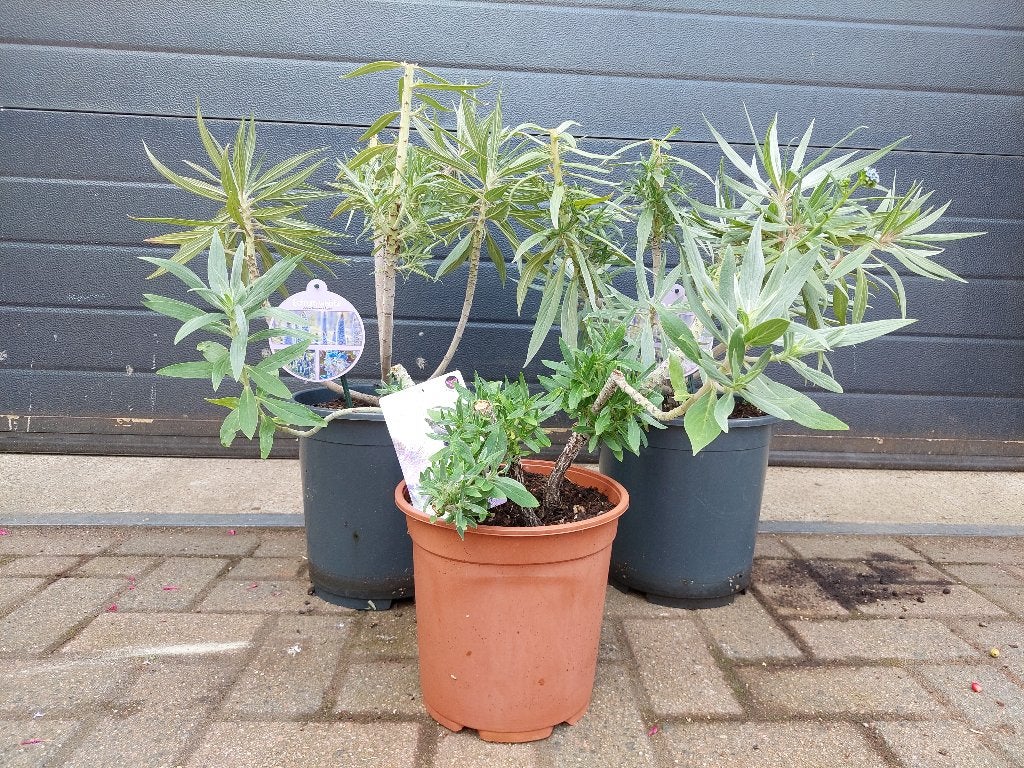 Echium Fastuosum - Slangenkruid / Pride of Madeira H: 58 cm., Volle zon, Vaste plant, Zomer, Ophalen